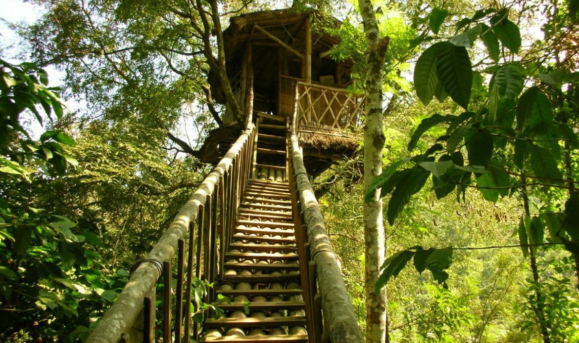 Cabane perchée